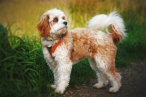 It’s a relatively small breed standing 12-13 inches tall and weighing 13-18 lbs when fully grown. The parent breeds will have a lot to do with the size of a Cavapoo. If the Poodle parent was a Miniature, the Cavapoo pup will be a little bigger than if the parent was a Toy Poodle. The Cavapoo coat texture and color are difficult to predict.